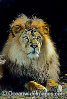 African Lion Photo - Gary Bell
