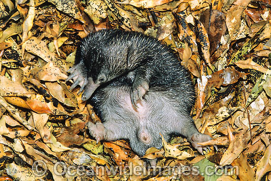 Short-beaked Echidna photo