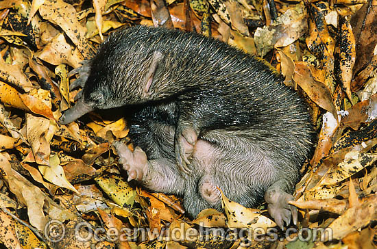 Echidna Life Cycle