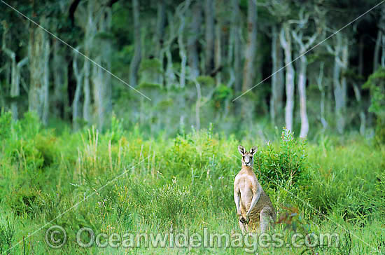 Eastern Grey Kangaroo (Macropus giganteus) - resting in bush land. Coffs Harbour, New South Wales, Australia Photo - Gary Bell