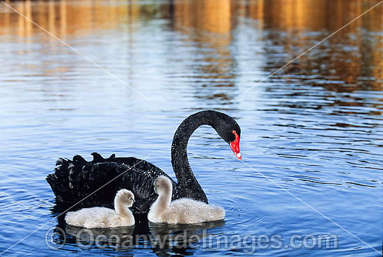 Black Swan and cygnets photo