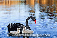 Black Swan and cygnets Photo - Gary Bell