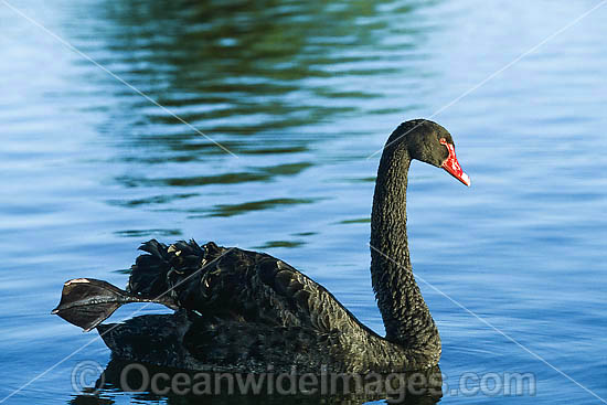 Black Swan Cygnus atratus photo