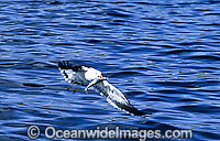 Pacific Gull Larus pacificus Photo - Gary Bell