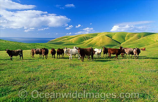 Beef Cattle grazing photo