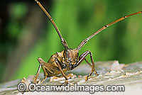 Fig Longicorn Beetle Acalolepta vastator Photo - Gary Bell