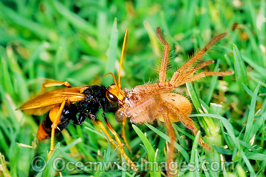 Mud wasp with spider photo