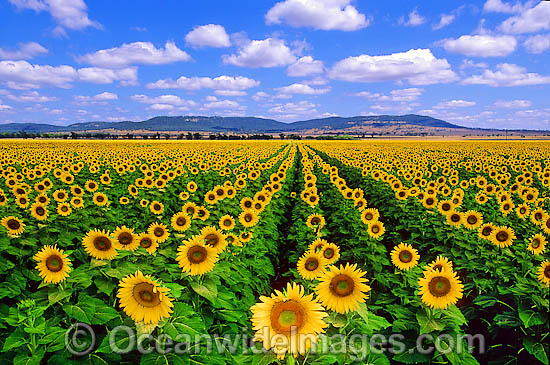 Sunflowers photo