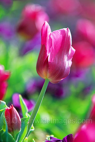 Tulip Flower Canberra photo