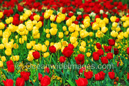 Bed of multi-coloured Tulip Flowers. Canberra, ACT, Australia Photo - Gary Bell Bed of multi-coloured Tulip Flowers. Canberra, ACT, Australia Photo - Gary Bell
