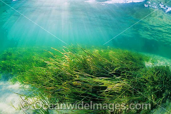 Seagrass (Heterozostera tasmanica). Found in shallow sheltered sea beds on moderately exposed sand in temperate Australian waters. Photo taken in Nelson Bay, New South Wales, Australia Photo - Gary Bell