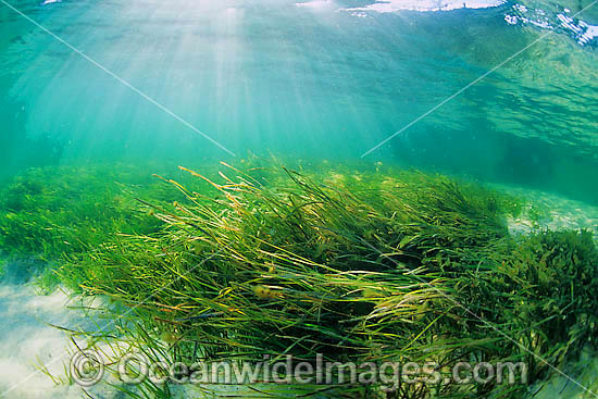 Seagrass (Heterozostera tasmanica). Found in shallow sheltered sea beds on moderately exposed sand in temperate Australian waters. Photo taken in Nelson Bay, New South Wales, Australia Photo - Gary Bell Seagrass (Heterozostera tasmanica). Found in shallow sheltered sea beds on moderately exposed sand in temperate Australian waters. Photo taken in Nelson Bay, New South Wales, Australia Photo - Gary Bell
