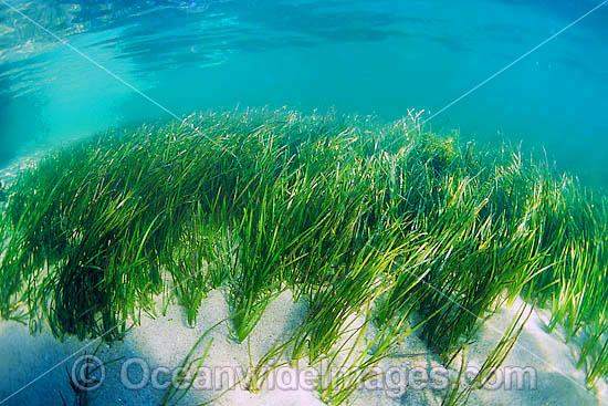 Seagrass Heterozostera tasmanica photo