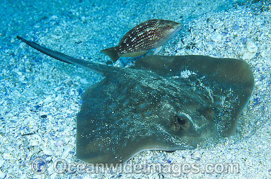 Blue-spotted Maskray (Dasyatis kuhlii), also known as Blue-spotted Stingaree and Blue-spotted Stingray - sifting (feeding) through shell-grit sea bed, with a female Crimson-banded Wrasse (Notolabrus gymnogenis) hovering. Solitary Island, NSW, Australia. Photo - Gary Bell Blue-spotted Maskray (Dasyatis kuhlii), also known as Blue-spotted Stingaree and Blue-spotted Stingray - sifting (feeding) through shell-grit sea bed, with a female Crimson-banded Wrasse (Notolabrus gymnogenis) hovering. Solitary Island, NSW, Australia. Photo - Gary Bell
