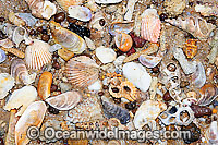 Sea Shells and Coral Photo - Gary Bell