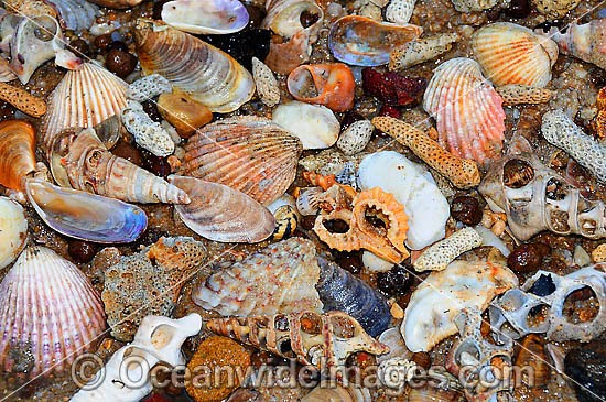 Sea Shells and Coral photo