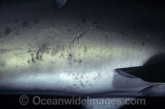 Grey Nurse Shark with bite marks photo