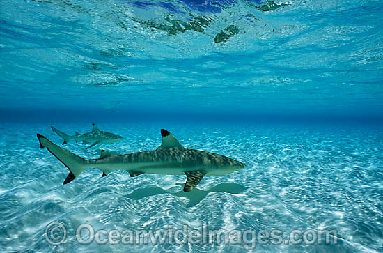 Blacktip Reef Shark (Carcharhinus melanopterus). Also known as Blacktip Shark and Guliman. Found in tropical waters throughout the Indo-West and Central Pacific. Photo taken on the Great Barrier Reef, Queensland, Australia Photo - Gary Bell