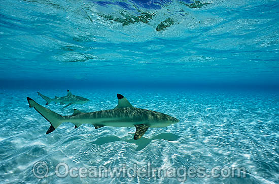 Blacktip Reef Shark photo