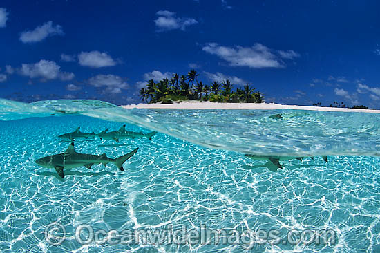 Blacktip Reef Shark Cocos Island photo