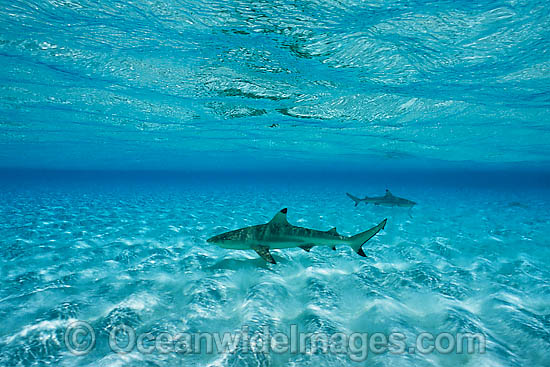 Blacktip Reef Shark photo