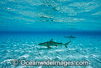 Blacktip Reef Shark Photo - Gary Bell