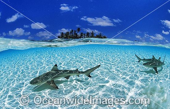 Blacktip Reef Shark (Carcharhinus melanopterus). Also known as Blacktip Shark and Guliman. Found in tropical waters throughout the Indo-West and Central Pacific. Photo taken at Cocos (Keeling) Islands, situated off Western Australia, Australia Photo - Gary Bell