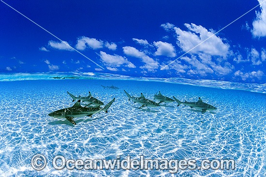 Blacktip Reef Shark Cocos Island photo