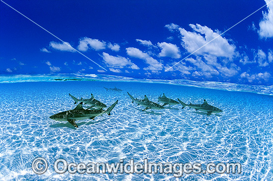 Blacktip Reef Shark Cocos Island photo Blacktip Reef Shark Cocos Island photo