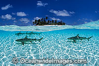 Blacktip Reef Shark Cocos Island Photo - Gary Bell
