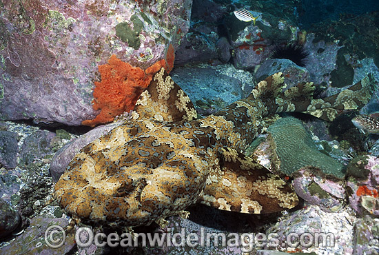 Banded Wobbegong Shark Orectolobus halei photo