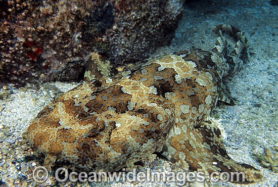 Banded Wobbegong Shark (Orectolobus halei). Also known as Ornate Wobbegong, Carpet Shark and Gulf Wobbegong. Previously described as (Orectolobus ornatus). Photo taken at Solitary Islands, Coffs Harbour, NSW, Australia. Photo - Gary Bell