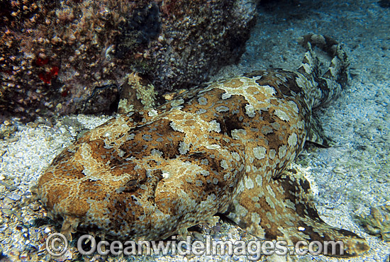 Banded Wobbegong Shark Orectolobus halei photo