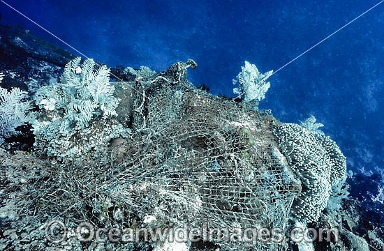 Reef Destruction. A Fishing Net, also known as Ghost Net, caught up on a tropical coral reef. Great Barrier Reef, Queensland, Australia Photo - Gary Bell