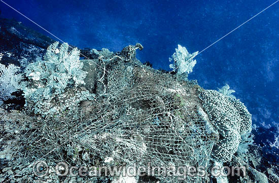 Reef Destruction. A Fishing Net, also known as Ghost Net, caught up on a tropical coral reef. Great Barrier Reef, Queensland, Australia Photo - Gary Bell Reef Destruction. A Fishing Net, also known as Ghost Net, caught up on a tropical coral reef. Great Barrier Reef, Queensland, Australia Photo - Gary Bell