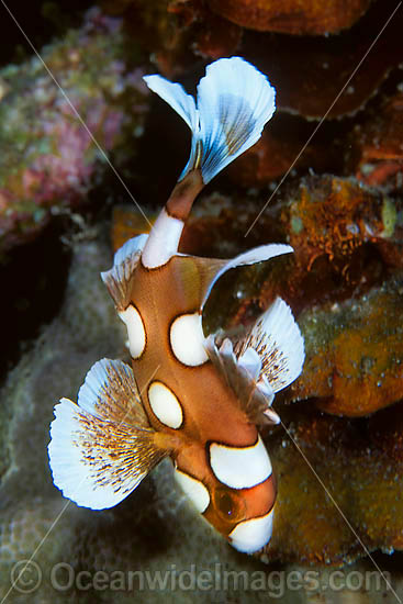 Many-spotted Sweetlips juvenile photo