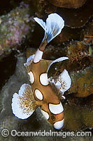 Many-spotted Sweetlips juvenile Photo - Gary Bell