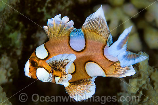 Many-spotted Sweetlips juvenile photo