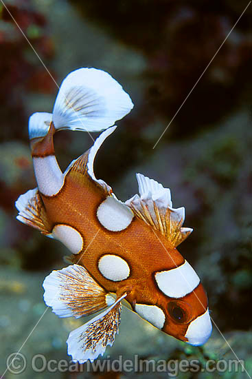 Many-spotted Sweetlips juvenile photo