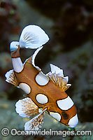 Many-spotted Sweetlips juvenile Photo - Gary Bell