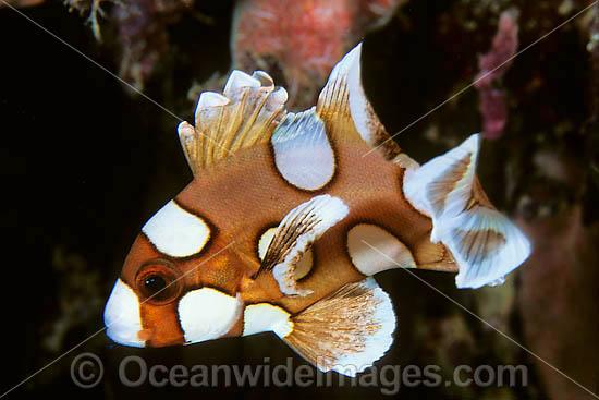 Many-spotted Sweetlips (Plectorhinchus chaetodontoides) - juvenile. Also known as Harlequin Sweetlips and Clown Sweetlips. Found inhabiting caves and crevices of coral reefs throughout tropical Australian waters including Great Barrier Reef and Asia. Photo - Gary Bell