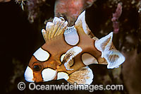 Many-spotted Sweetlips juvenile Photo - Gary Bell