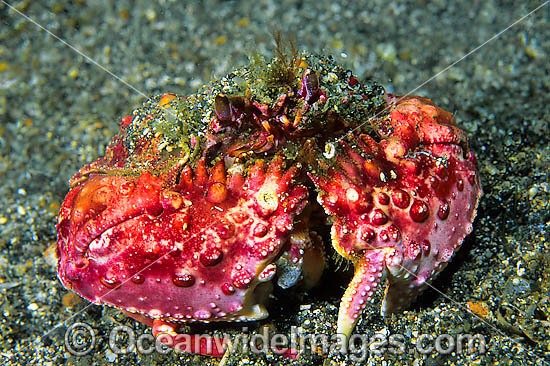 Box Crab Calappa sp. photo