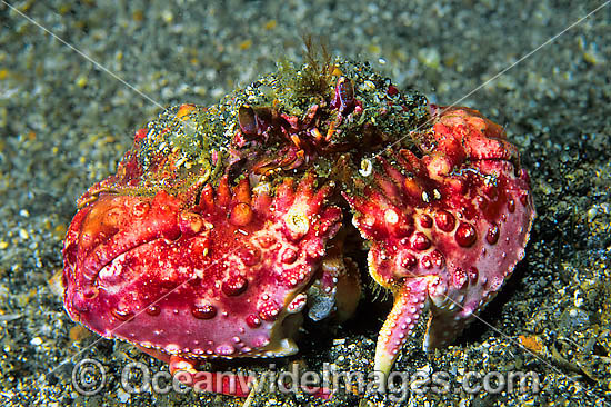 Box Crab Calappa sp. photo Box Crab Calappa sp. photo