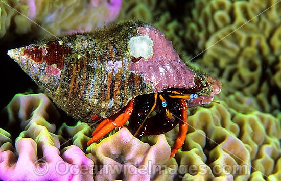 Hermit Crab Calcinus morgani photo