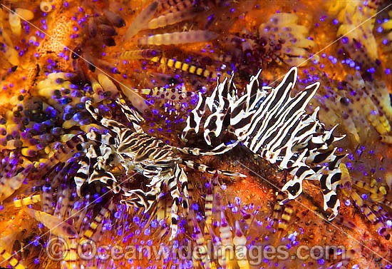 Pair of Zebra Urchin Crab (Zebrida adamsii) - on Fire Uchin (Asthenosoma varium). Found throughout the Indo-Pacific. Photo taken Lembeh Strait, Sulawesi, Indonesia Photo - Gary Bell