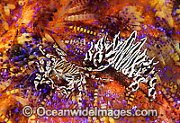 Zebra Urchin Crab Zebrida adamsii Photo - Gary Bell
