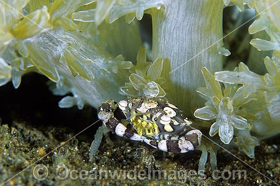 Harlequin Crab Lissocarcinus laevis photo