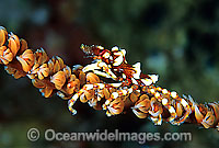 Spider Crab Xenocarcinus tuberculatus Photo - Gary Bell