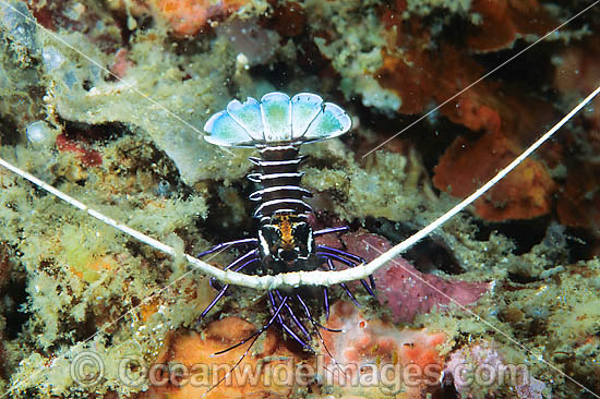 Painted Crayfish (Panulirus versicolor) - juvenile. Found throughout the Indo-Pacific. Photo taken Lembeh Strait, Sulawesi, Indonesia Photo - Gary Bell Painted Crayfish (Panulirus versicolor) - juvenile. Found throughout the Indo-Pacific. Photo taken Lembeh Strait, Sulawesi, Indonesia Photo - Gary Bell